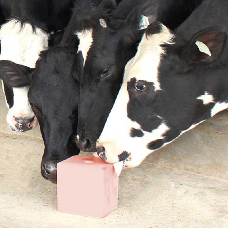 Cattle