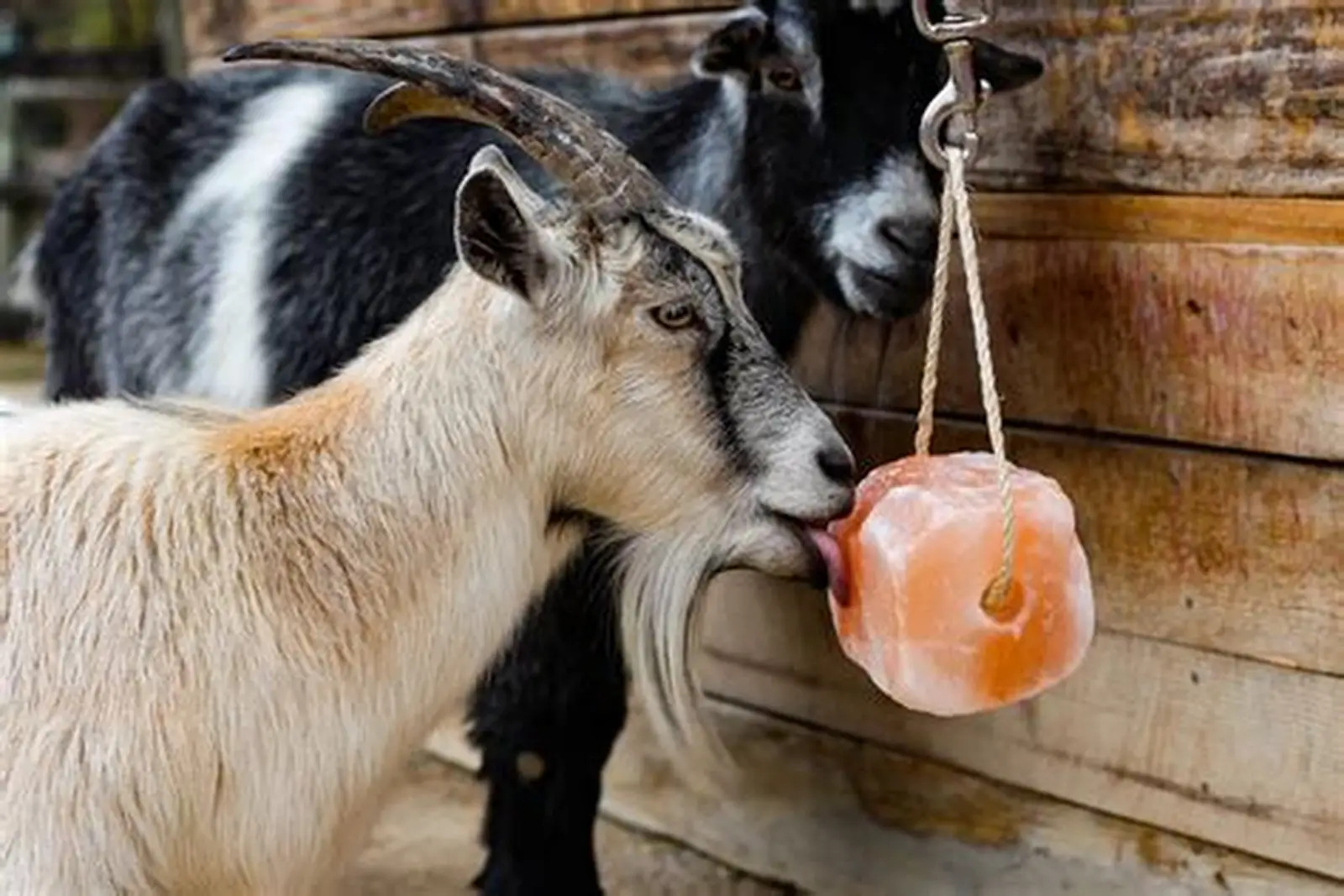Animal Lick