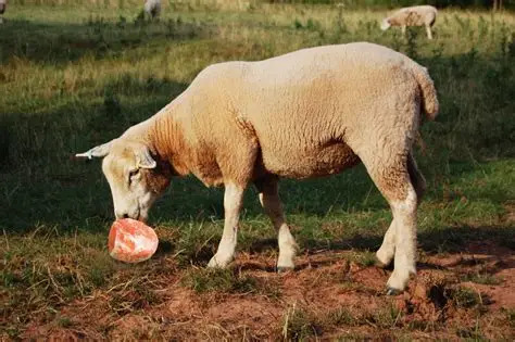 Sheep
